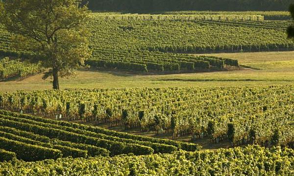 Home Chateau Fleur Haut Gaussens Home Chateau Fleur Haut Gaussens